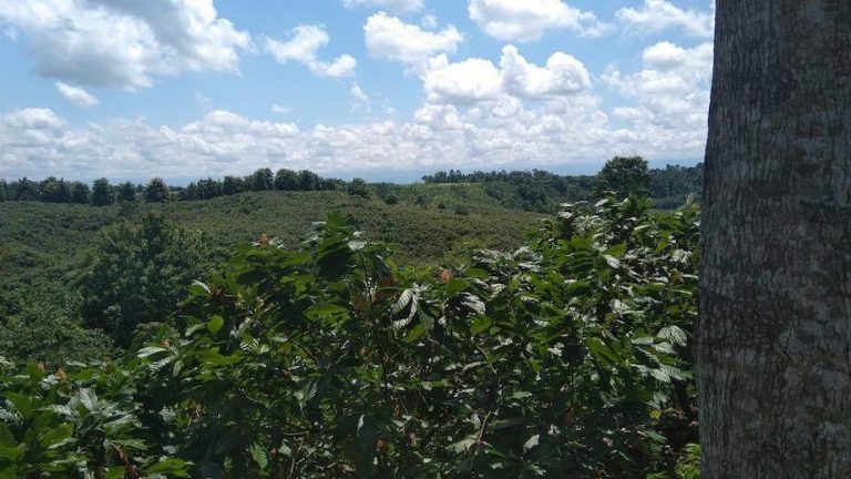 Campos de cultivo de cacao