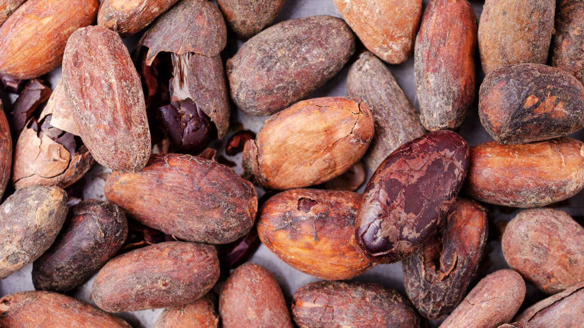 granos de cacao tostados