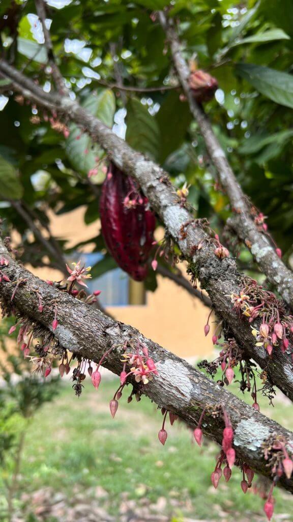 rama de cacaotero con mazorca