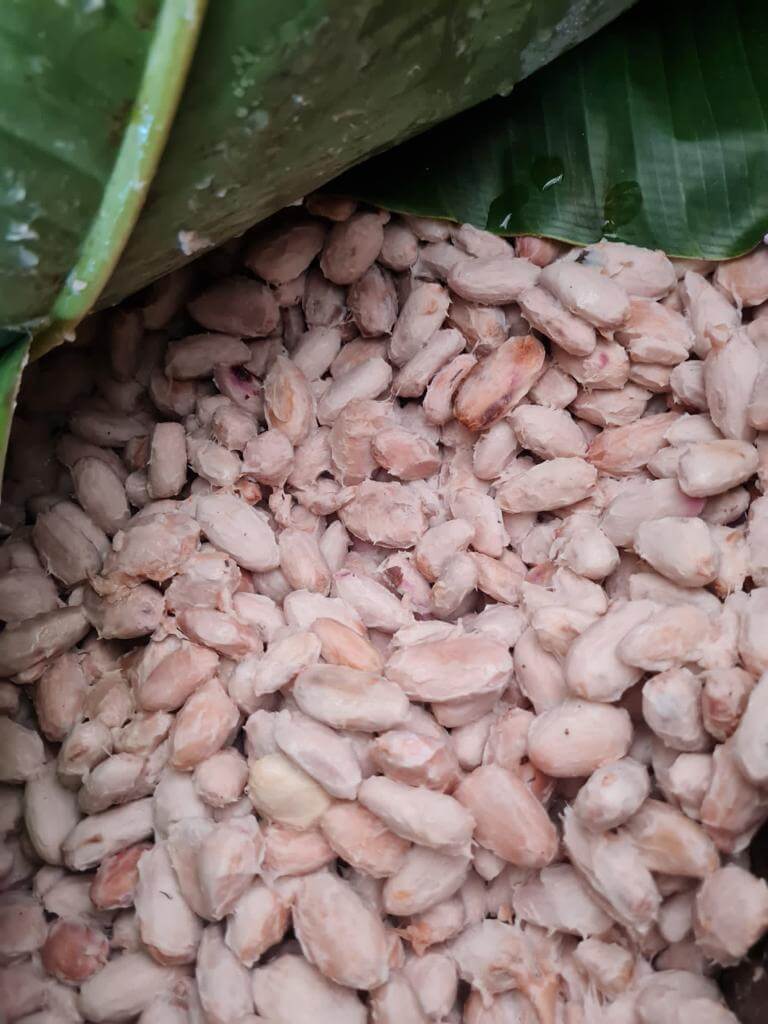 Fermentación granos de cacao