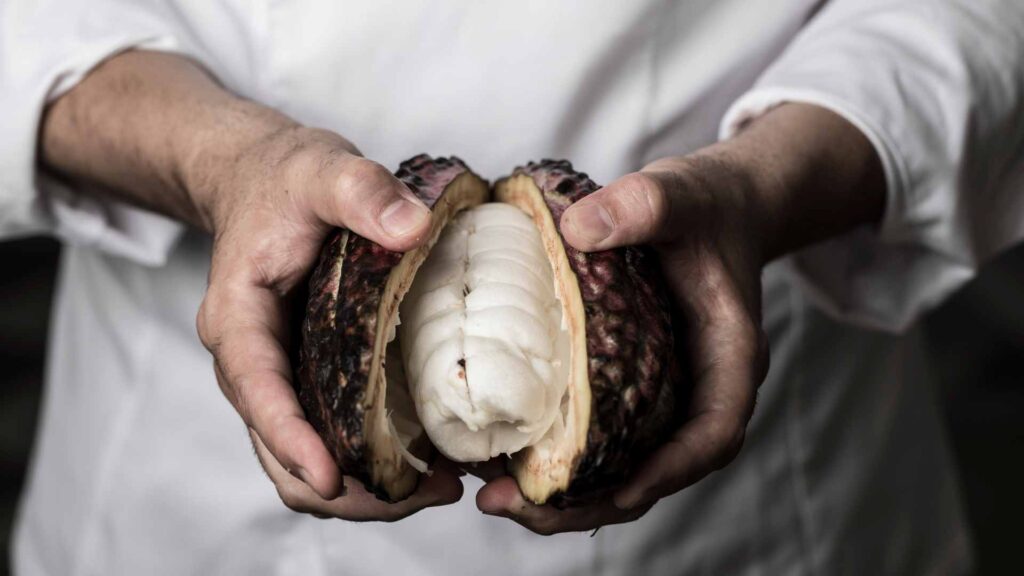 Mazorca de cacao abierta por la mitad