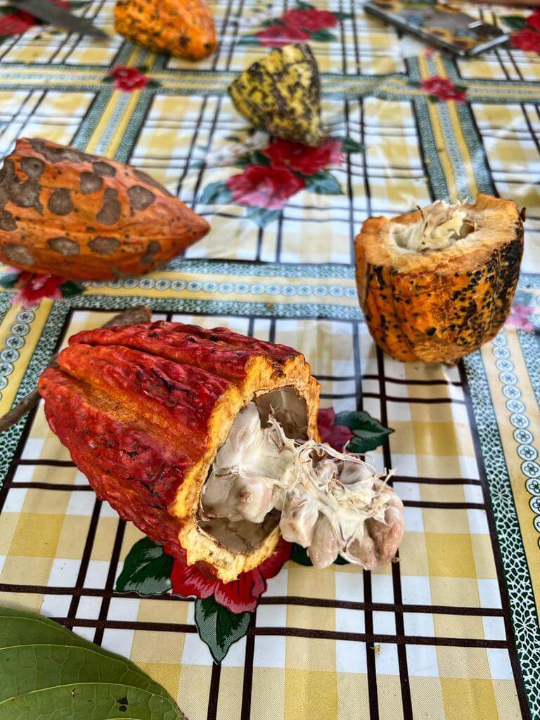 Mazorcas de cacao