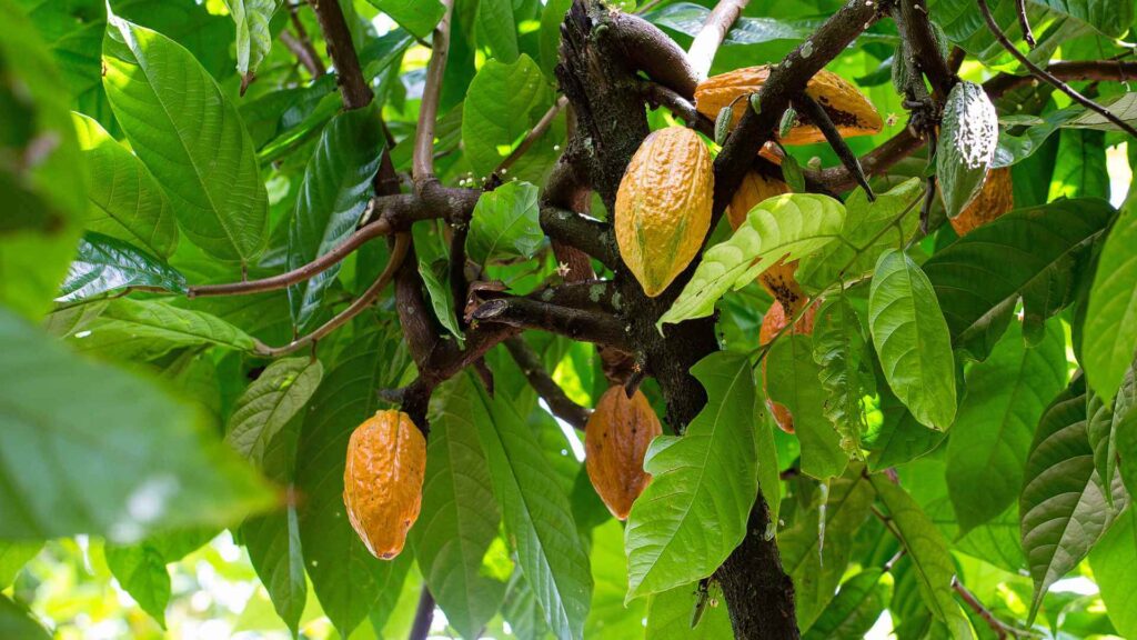 mazorcas de cacao en el cacaotero