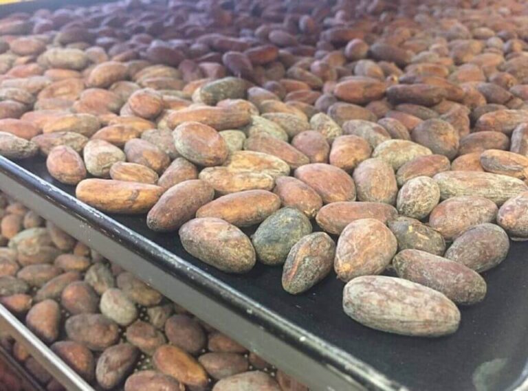 tostado de los granos de cacao