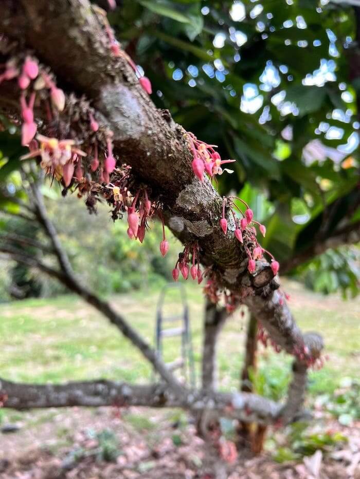 Flores en la rama del cacaotero