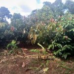 Características del árbol del cacao