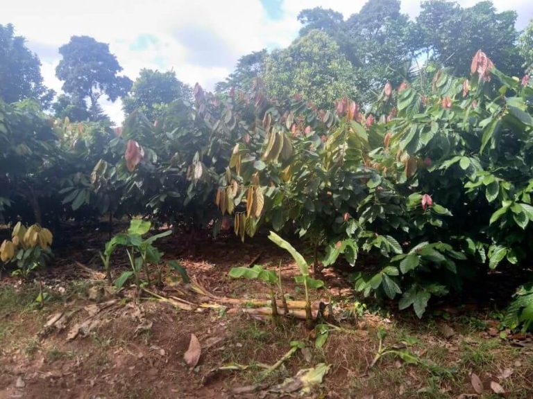 Campo de cultivos de cacao