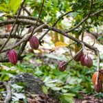 El árbol del cacao: un regalo de la naturaleza