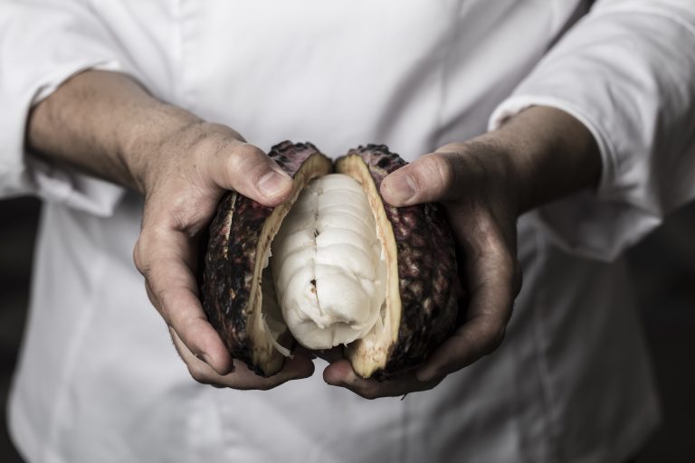 Vaina de cacao abierta